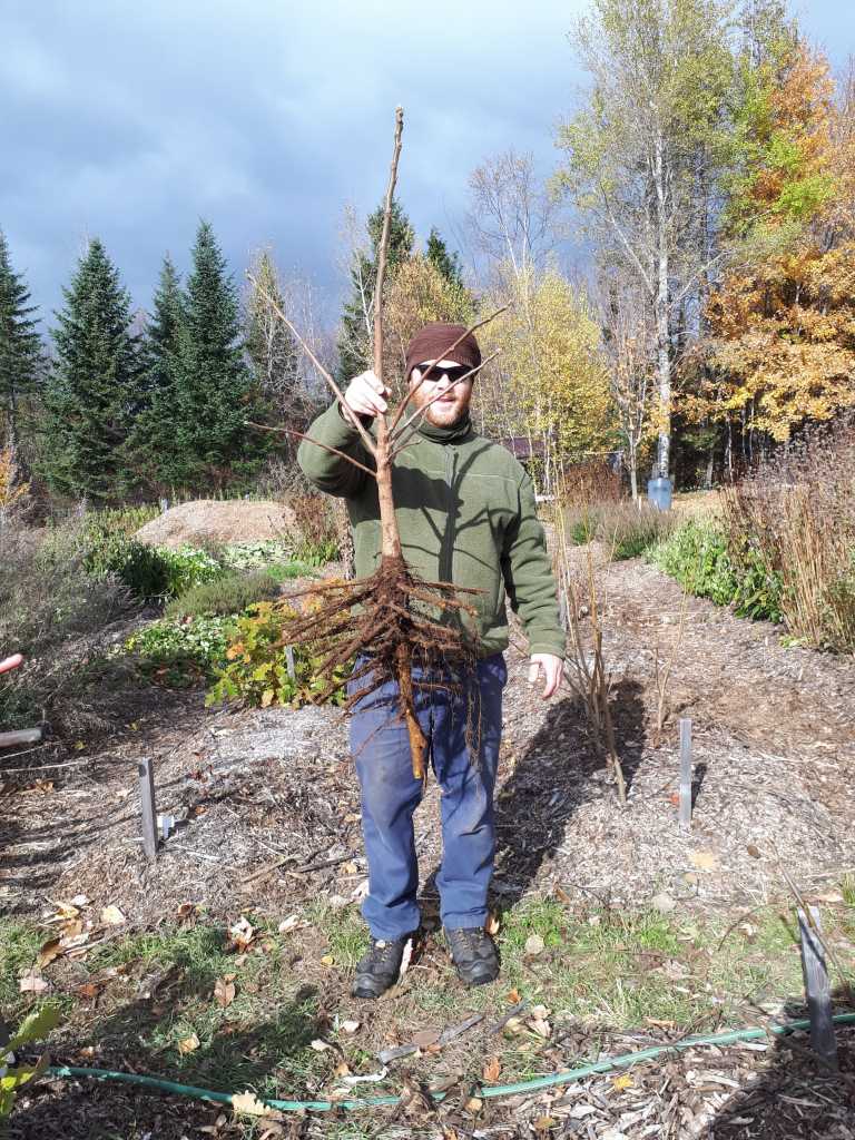 prendre racine arbre jardin